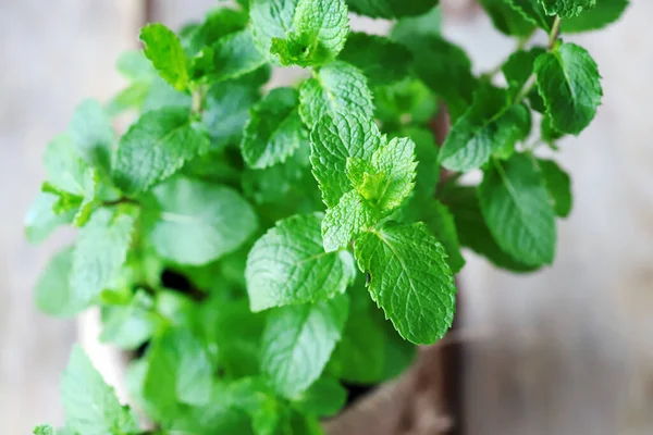 Daun Mint Segar Mint Tumbuh Dalam Panci Makanan Organik Tumbuh — Stok Foto