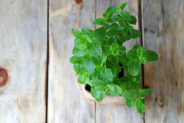 Daun Mint Segar Mint Tumbuh Dalam Panci Makanan Organik Tumbuh — Stok Foto