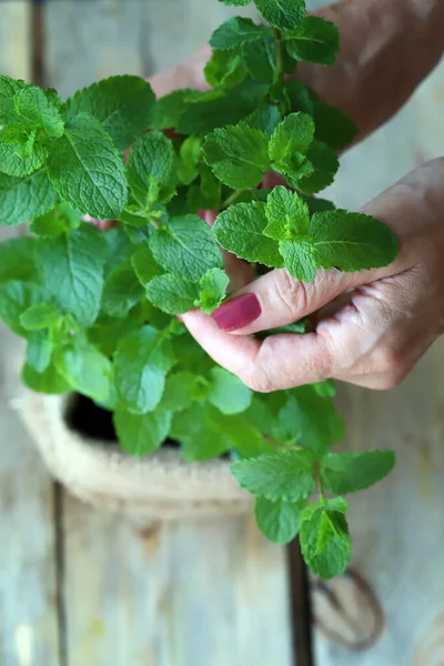 Tangan Wanita Memegang Mint Segar Tumbuh Dalam Panci Tumbuh Tanaman — Stok Foto