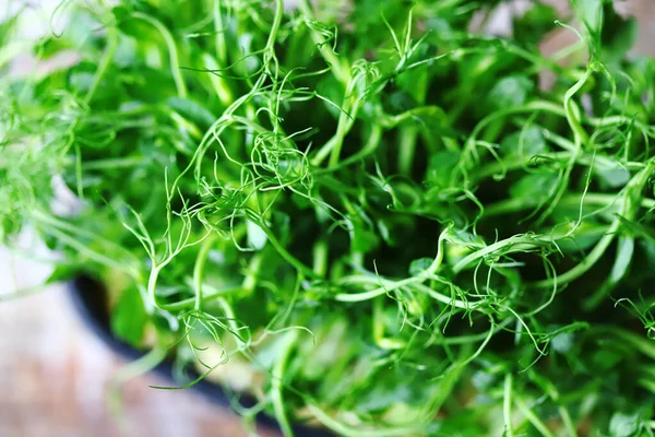 Kavanozda yeşil bezelye