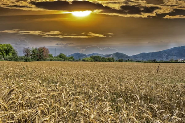 Weizenfelder Bei Sonnenuntergang Der Toskana — Stockfoto