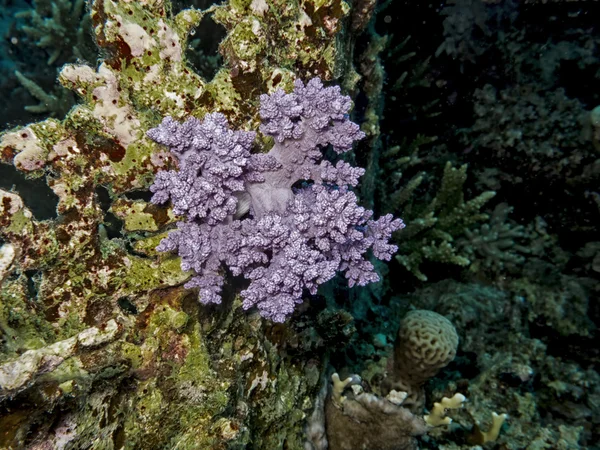 Close Coral Violeta Macio Subaquático Mar — Fotografia de Stock