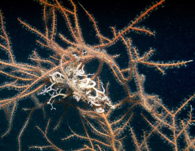 Astrospartus, yıldız gorgon.