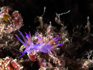 Flabellina, sualtı yaşamı, doğa geçmişi.