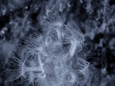 Parazoanthus axinellae su altında sarı şakayık.