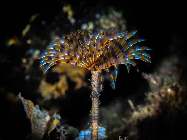 地中海のシュピログラフSabella Spallanzaniiの水中写真 — ストック写真