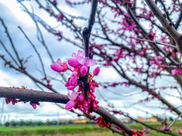 2020年春 花が地球に新たな命を吹き込みます — ストック写真