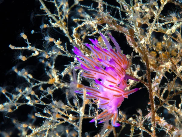 Flabellina Affinis Medelhavets Undervattensliv — Stockfoto