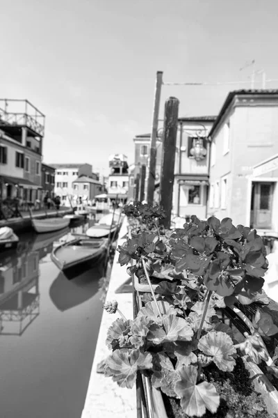 Blommor Murano Venedig — Stockfoto