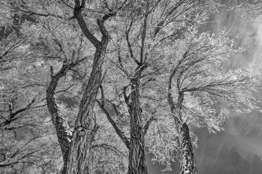 Soğuk kışın dondurduğu ağaçların güzel manzarası..