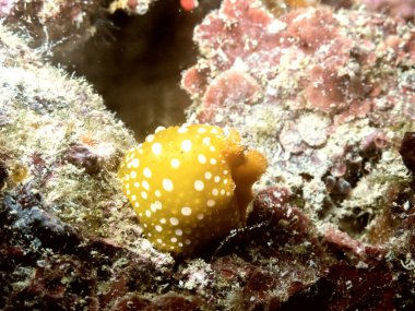 Marakeş 'te deri işleme, Jema el Fna Meydanı.