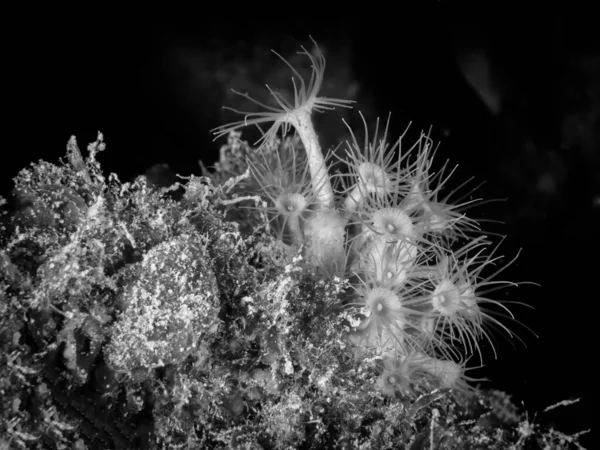 Parazoanthus Axinellae Yellow Anemone Underwater — Stock Photo, Image