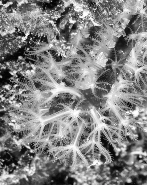 White Anemone Water Surface Black White Photo — Stock Photo, Image