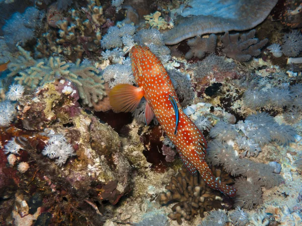 サンゴ ハタ — ストック写真