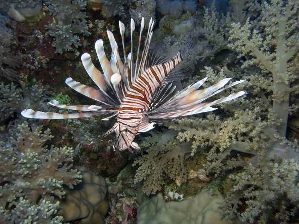 홍 해에서 Lionfish — 스톡 사진