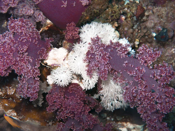 Corales blandos en arrecife de coral — Foto de Stock