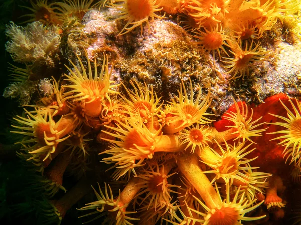 地中海の Parazoanthus — ストック写真