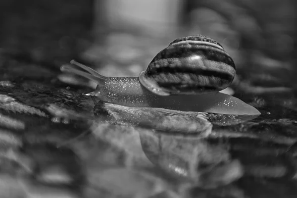 The snail on the glass — Stock Photo, Image