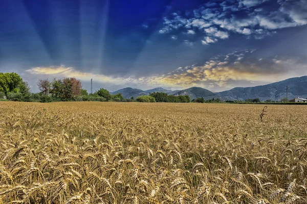Weizenfelder in der Toskana — Stockfoto