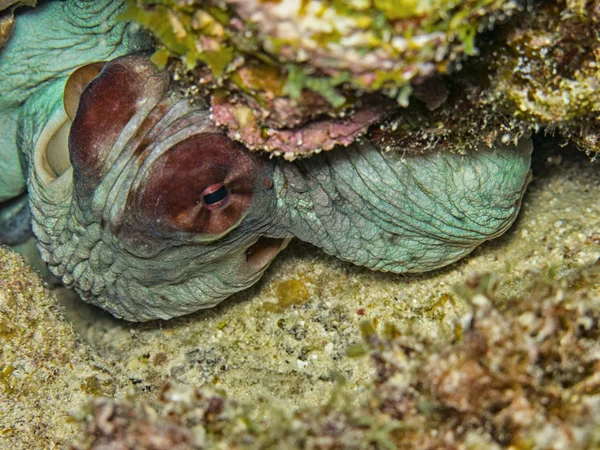 Pulpo del Mar Rojo — Foto de Stock