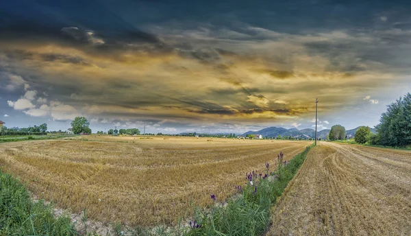 Weizenfeld-Panorama — Stockfoto