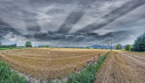 Panorama of Wheat field — Stock Photo, Image