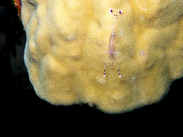 Crevettes microscopiques sur corail — Photo