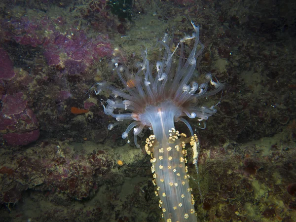 Detalle de actinia, anémona de mar en el mar mediterráneo —  Fotos de Stock