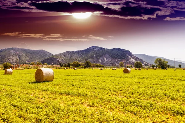 Hay bales after the harvest — Stock Photo, Image