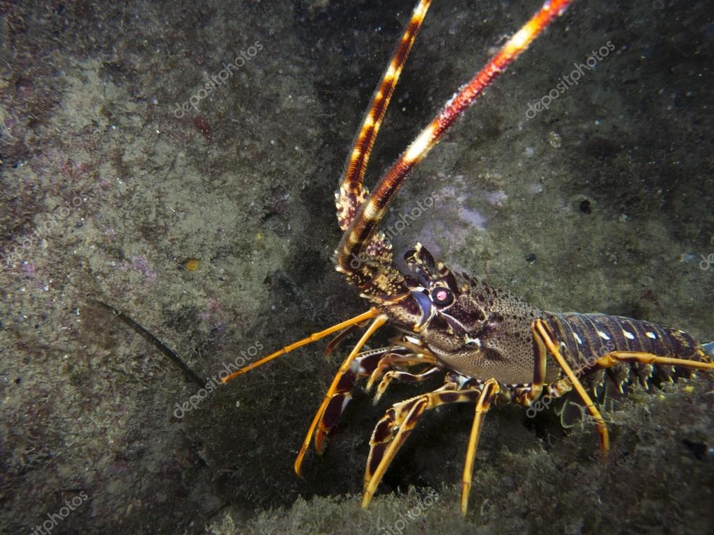 Underwater world, beautiful lobster — Stock Photo © dade72n 87889510