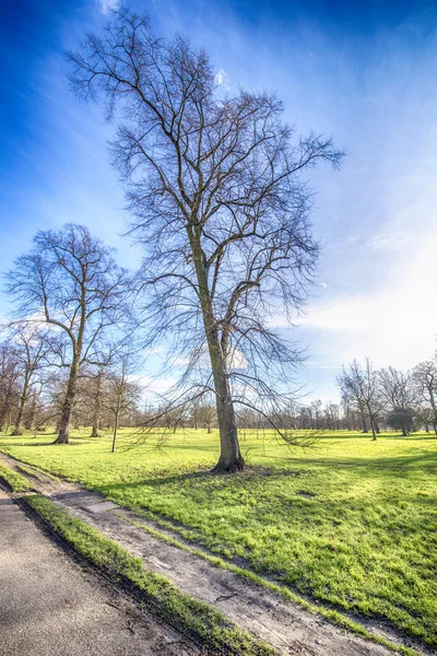 Tree in Hyde park — Stock Photo, Image