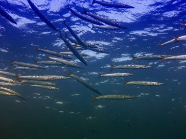 Barracuda içinde Akdeniz