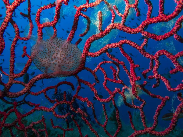 Jellyfish in the gorgonians — Stock Photo, Image