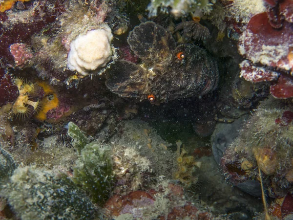 Schaaldieren in de Middellandse Zee onder water. — Stockfoto