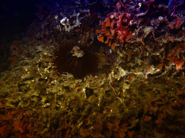 地中海での地殻変動｜水中. — ストック写真