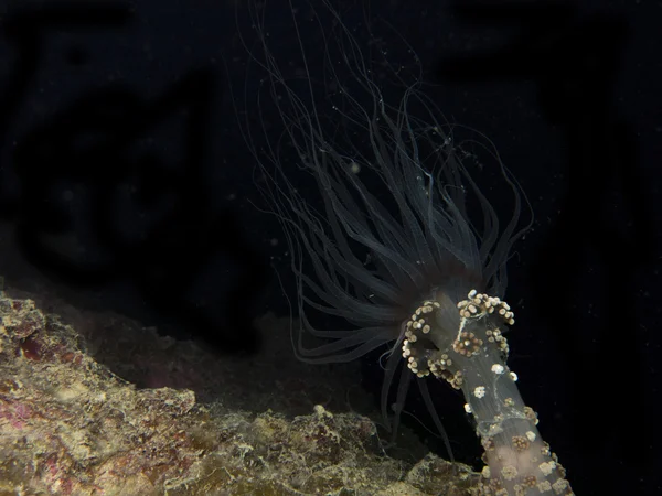 Actinia, Akdeniz deniz anemone detay — Stok fotoğraf