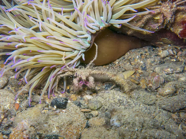 Anemone ve Středozemním moři — Stock fotografie