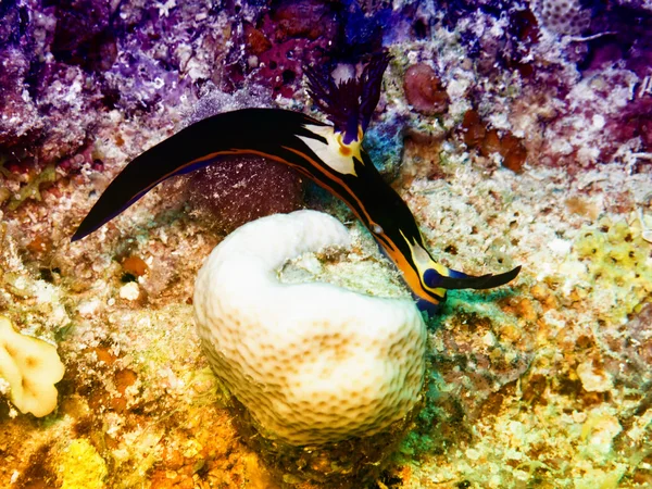 Nembrotha Rudém Moři Podmořský Život — Stock fotografie