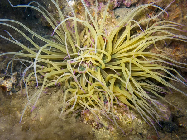 Anemone Onderwater Middellandse Zee — Stockfoto