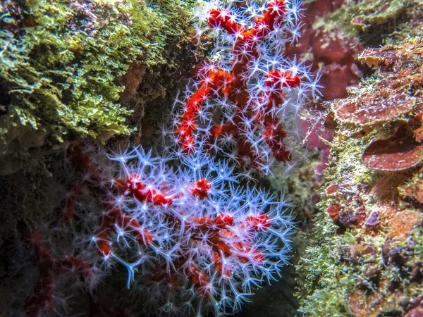 赤い珊瑚の海で水中 — ストック写真