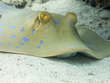 Benekli stingray sualtı Endonezya okyanusta mavi.