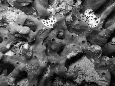 Akdeniz sualtı hayatı