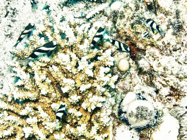 Little Fish Coral Underwater Mediterranean Sea — Stock Photo, Image