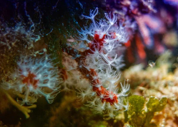 赤い珊瑚の海で水中 — ストック写真