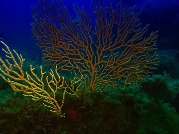 Güzel Gorgonians Sualtı Deniz — Stok fotoğraf