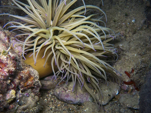 Anemone Onderwater Middellandse Zee — Stockfoto