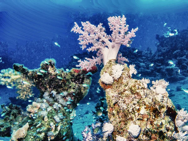 Colorful Coral Reef Underwater Red Sea — Stock Photo, Image