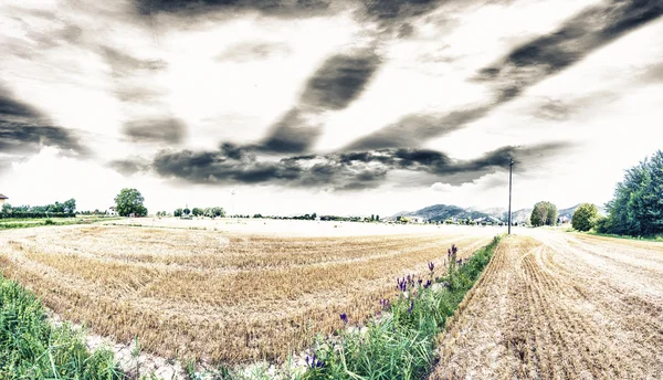 Panorama Beautiful Wheat Field — Stock Photo, Image