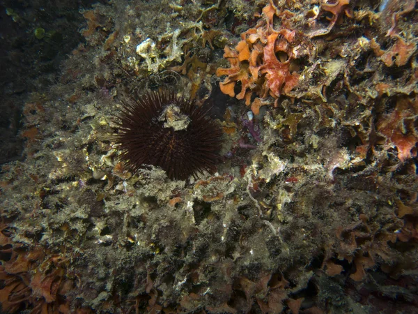 Crustáceos Mar Mediterráneo Bajo Agua — Foto de Stock