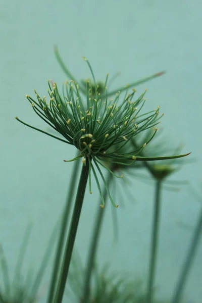 Naturaleza Destella Belleza Detalle — Stockfoto